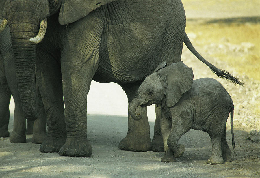 Elephant Family Digital Art by Siegfried Stolzfuss