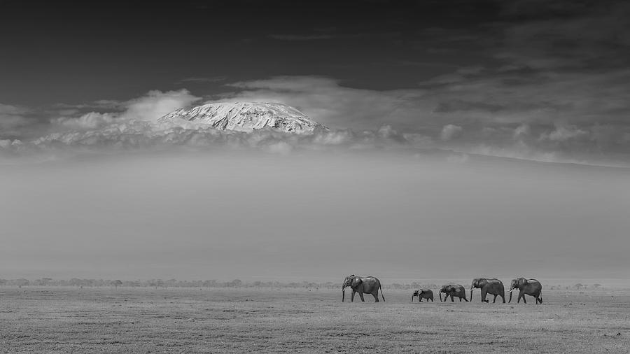 Elephant Family Under Mount Kilimanjaro Photograph by Yun Wang