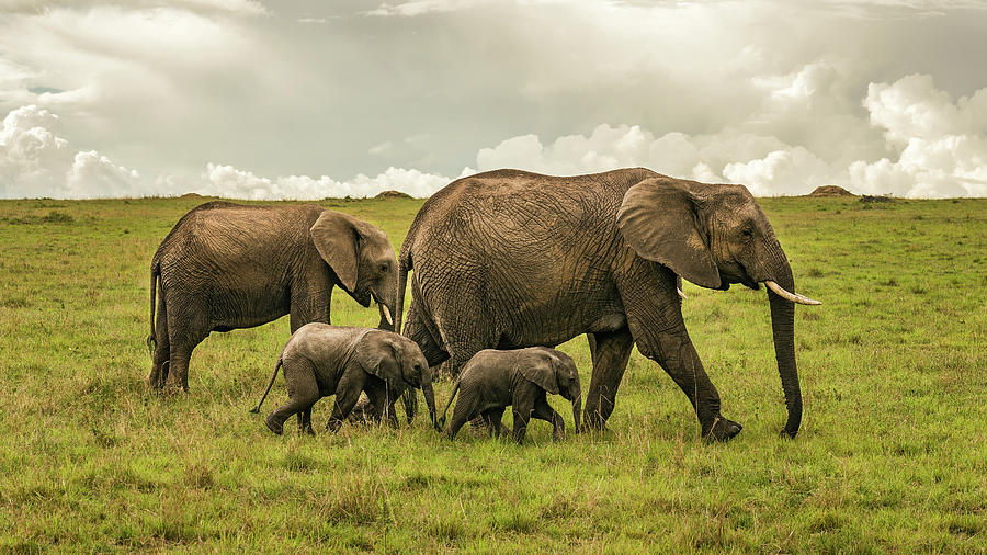 Elephant Family With Two Babies Photograph By Miroslav Liska - Fine Art ...