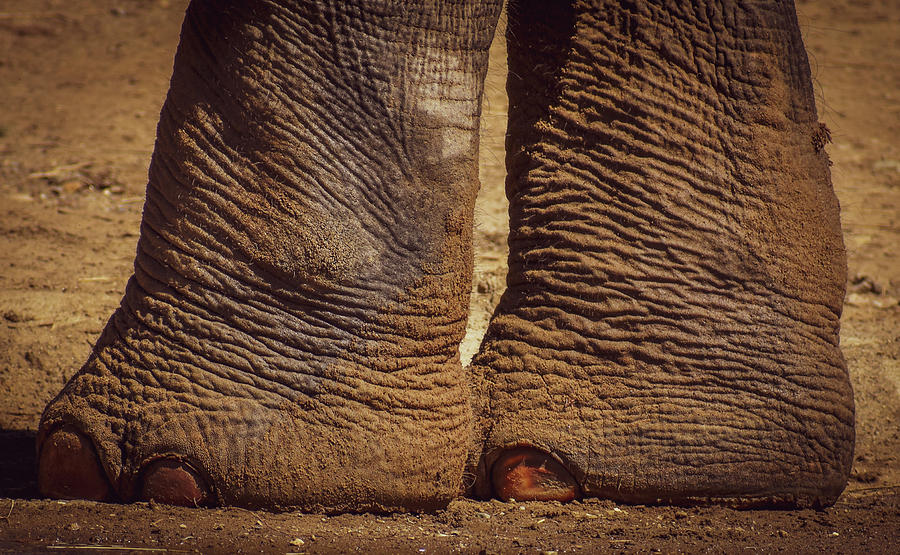 Elephant Feet Photograph by Michelle Wittensoldner