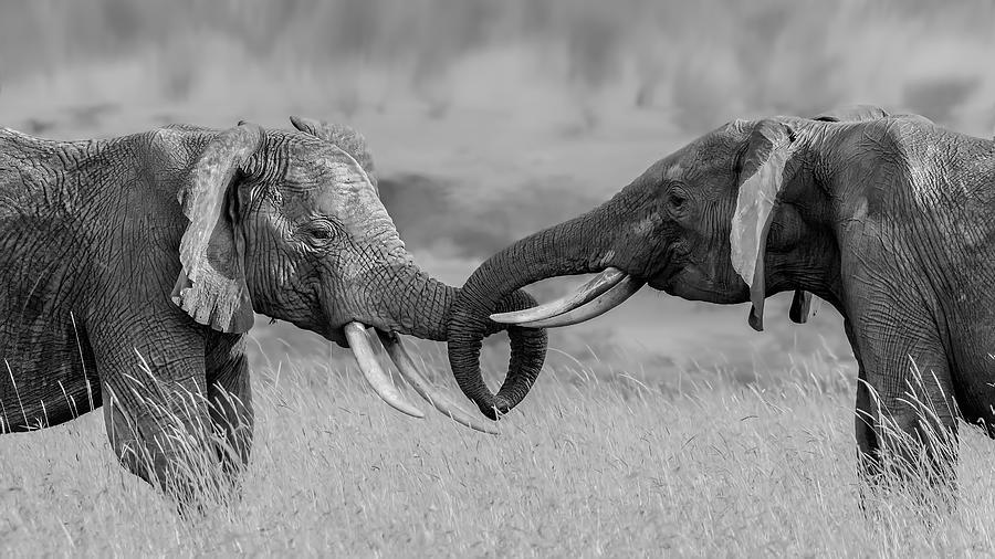Elephant Fight Photograph by Jun Zuo