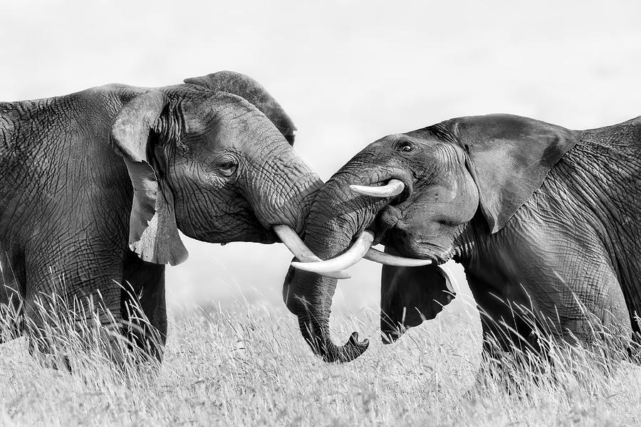 Wildlife Photograph - Elephant Fighting by Jun Zuo