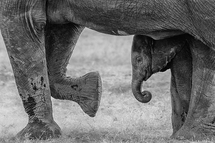 Elephant Frame Photograph by Ali Khataw