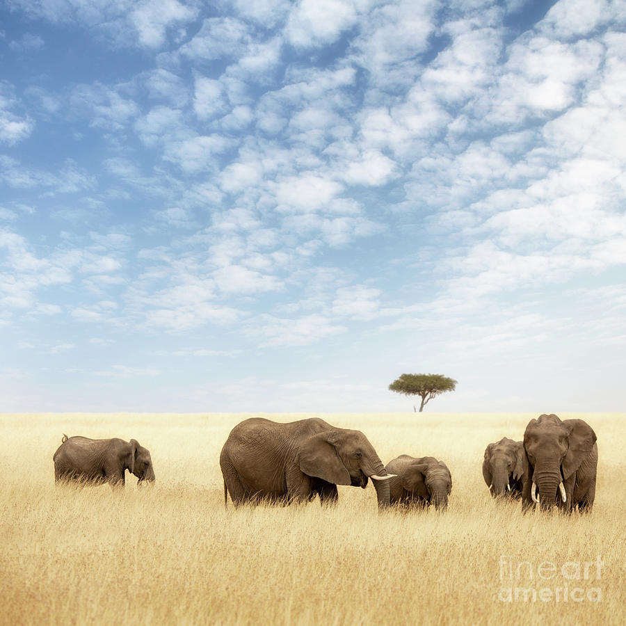 Elephant group in the grassland of the Masai Mara Photograph by Jane Rix