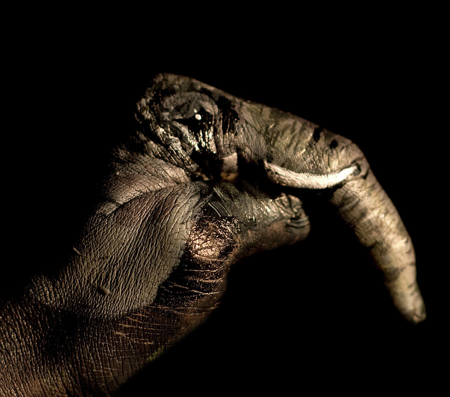 Elephant Hand Photograph by Pick-uppath