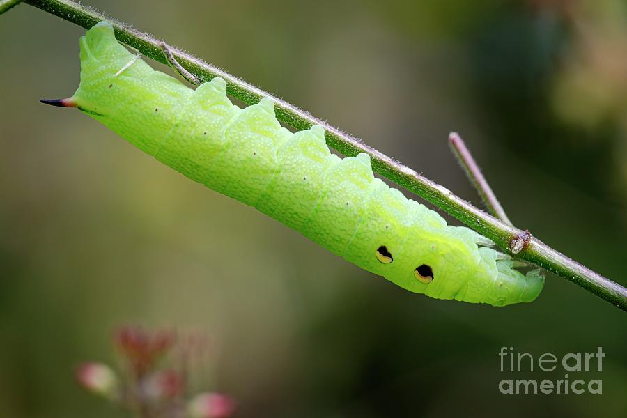 Elephant Hawkmoth Caterpillar Photograph by Heath Mcdonald/science ...