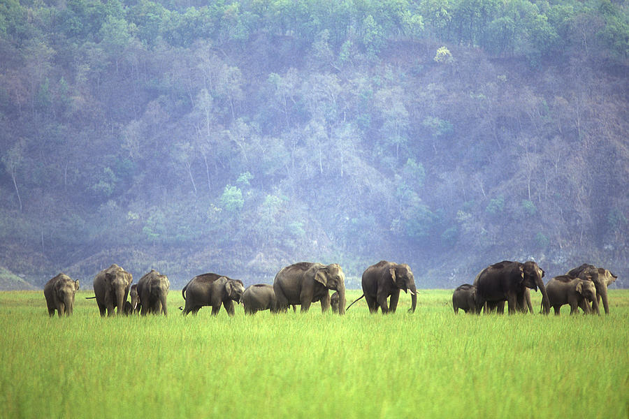 Elephant Heard Photograph by Vijayamurthy S