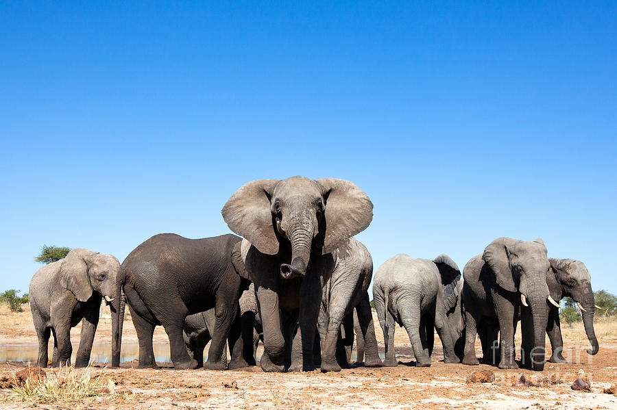 Elephant Herd Photograph by 2630ben - Fine Art America