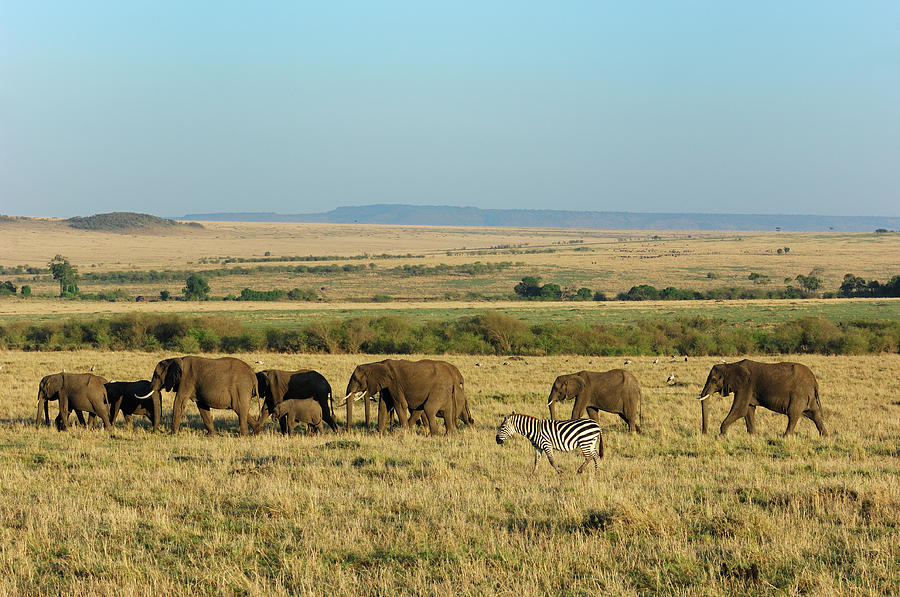 Elephant Herd And Zebra Walking Across Photograph by Gomezdavid