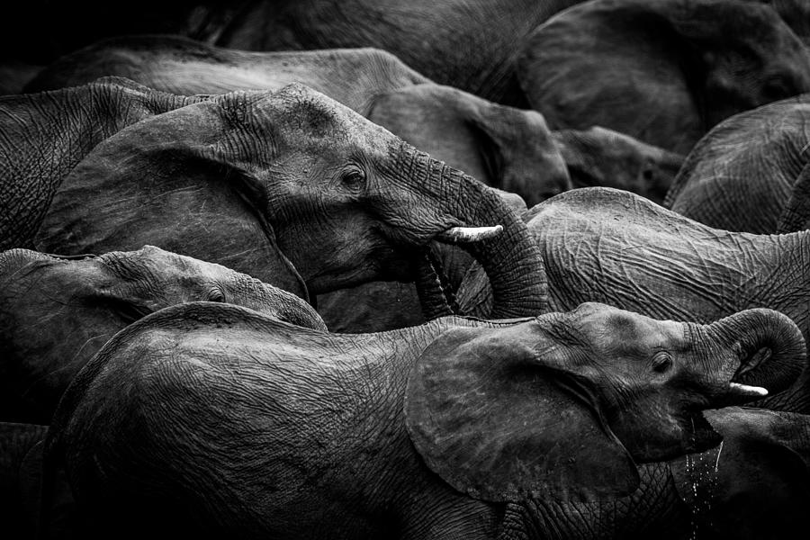 Elephant Photograph - Elephant Herd by Denise Eriksson
