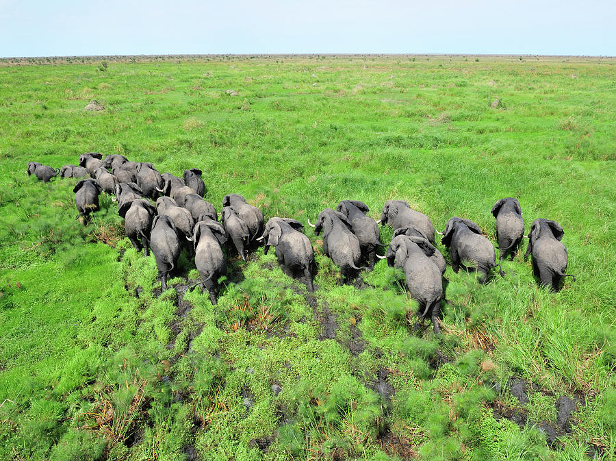 Elephant Herd In Swampland, Shambe Game Photograph by Michael D. Kock