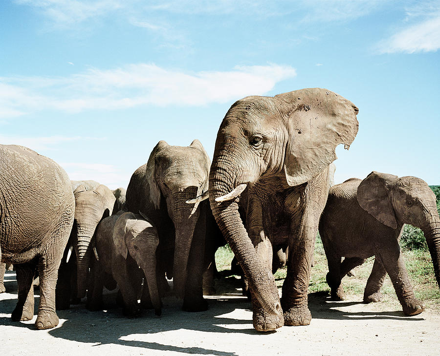Elephant Herd With Calf, Close-up Photograph by Devon Strong