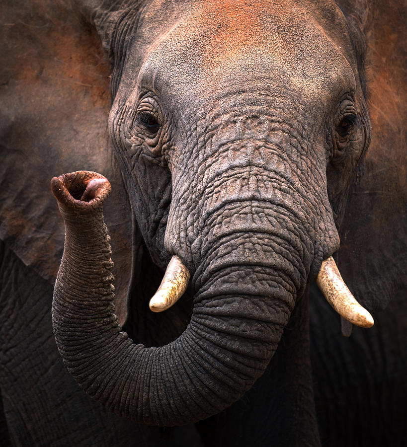 Elephant Photograph - Elephant by Hung Tsui
