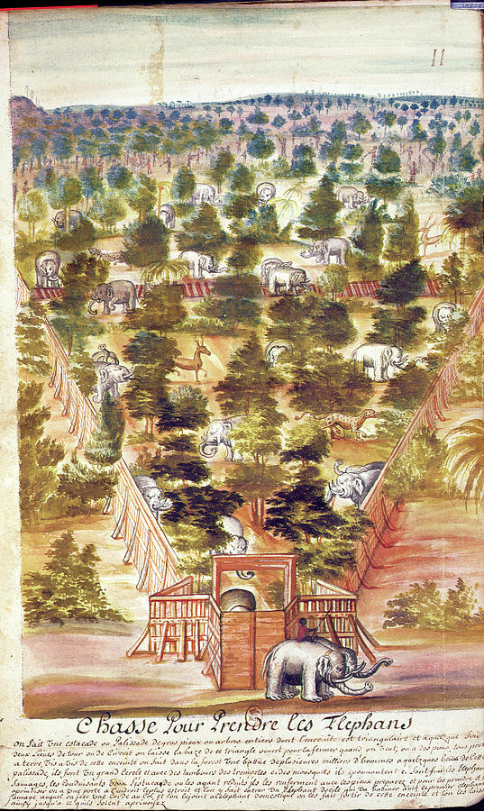 Animal Painting - Elephant Hunt In Siam, From An Account Of The Jesuits In Siam, 1688 by French School