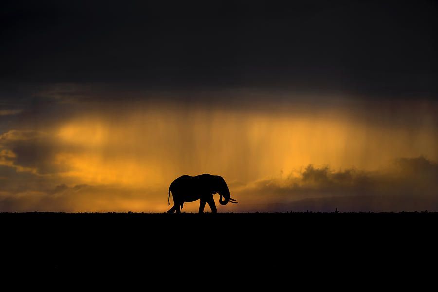 Wildlife Photograph - Elephant In A Rain Storm At Sunset by Xavier Ortega