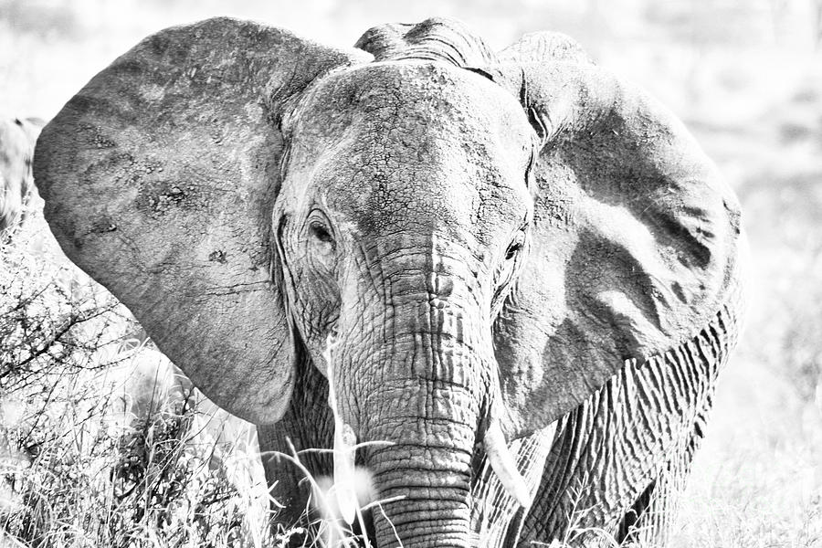 Elephant in black and white Photograph by Bruce Block