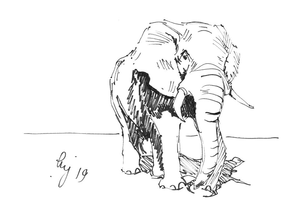 Elephant in bright sunlight drawing Drawing by Mike Jory