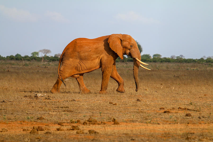 Elephant In Kenya Photograph by Peter Hainzl