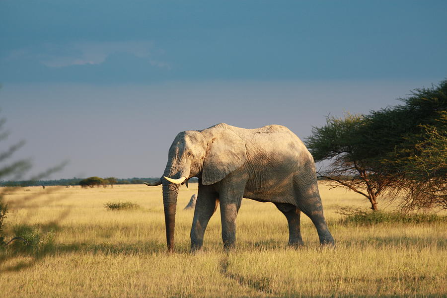 Elephant In Nxai Pan Photograph by Vladimir Nardin