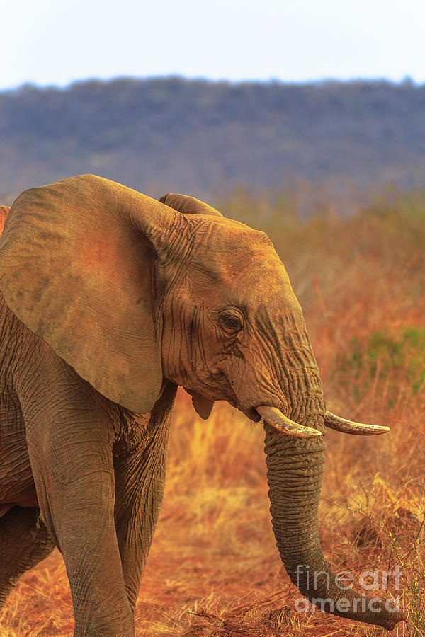 Elephant in South Africa Photograph by Benny Marty
