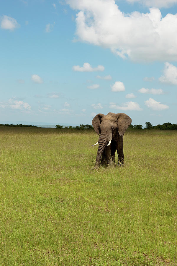 Elephant In The Savannah, Safari, National Park, Masai Mara, Maasai Mara, Serengeti, Kenya Photograph by Florian Stern