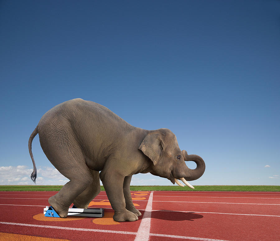 Elephant In The Starting Blocks Photograph by John Lund