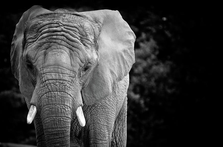 Elephant In Wait Photograph by Insight Imaging