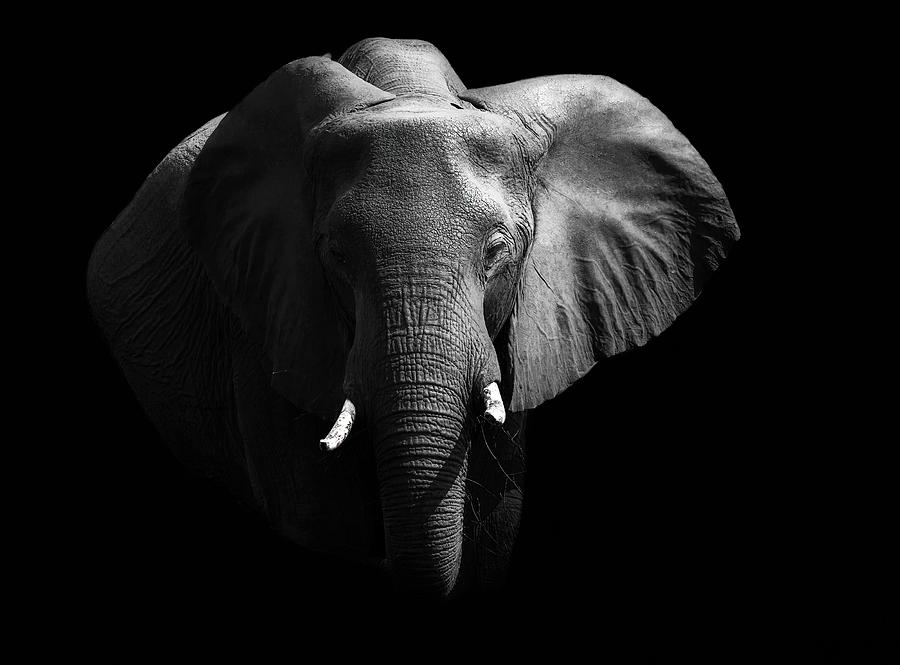 Elephant. Photograph by Jie  Fischer