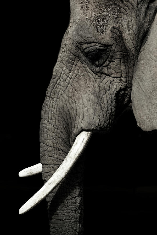 Elephant Photograph by Krzysztof Hanusiak Photography
