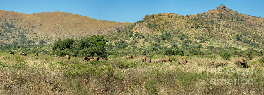 Elephant Land Photograph