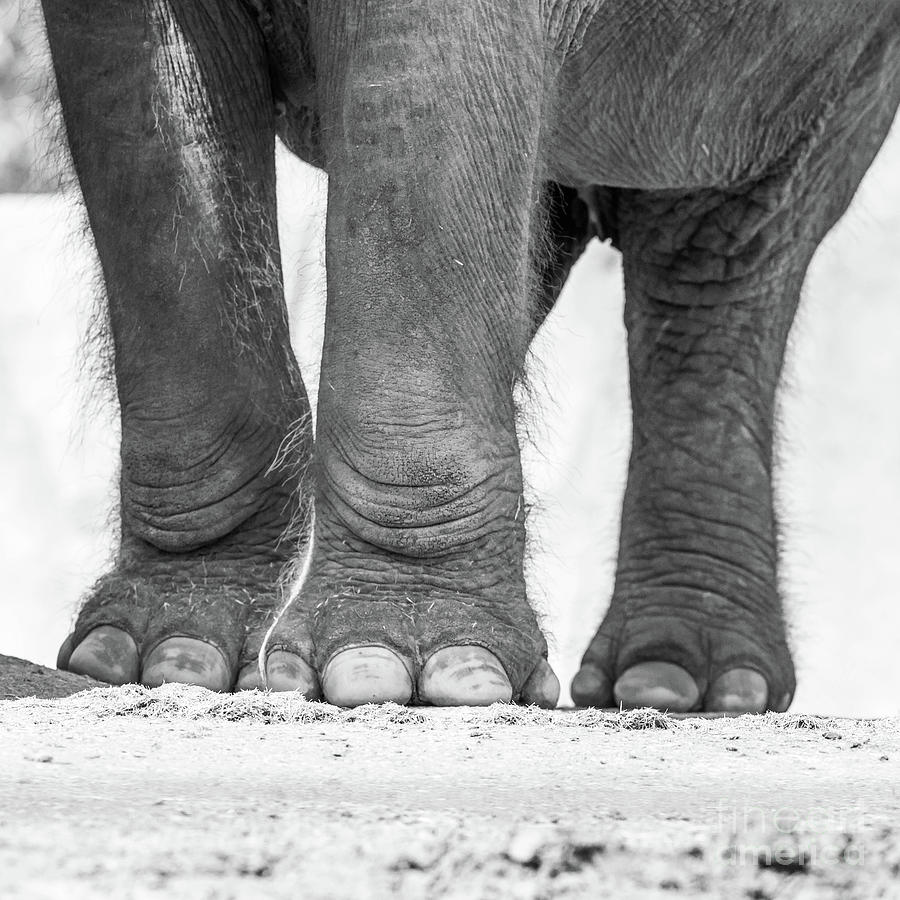 Elephant Legs Photograph by Edward Fielding
