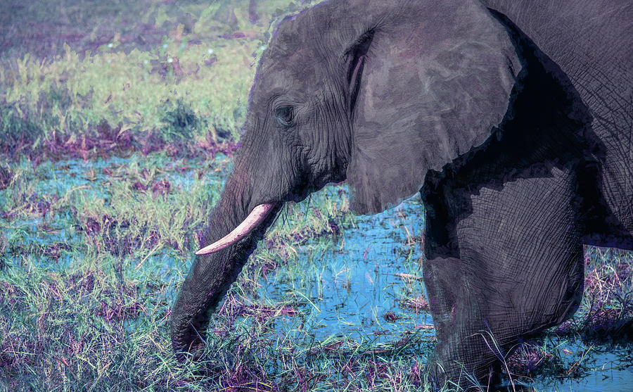 Elephant Love, Digitally Enhanced Photograph by Marcy Wielfaert