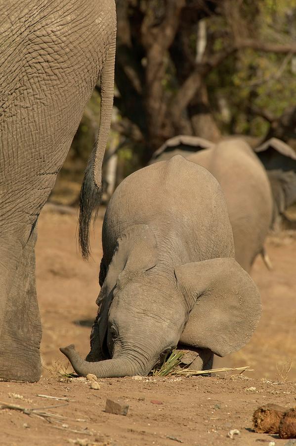 Elephant (loxodonta Africana) Juvenile Photograph by Roger De La Harpe