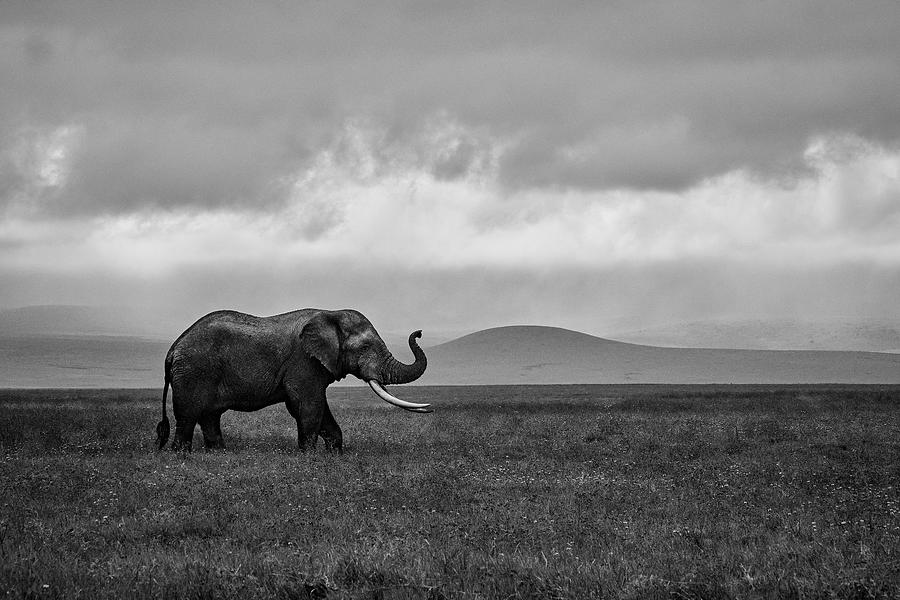 Nature Photograph - Elephant by Lus Godinho