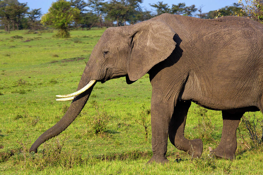 Elephant, Masai Mara, Kenya Photograph by Hp Huber