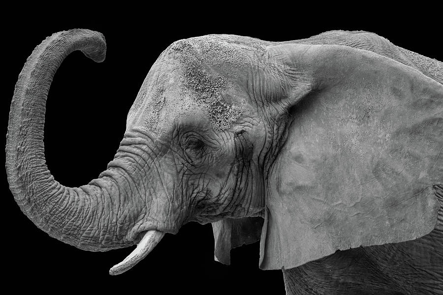 Elephant Minimalism Photograph by Matthew Minor | Pixels