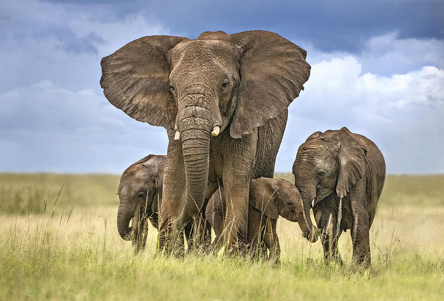 Wildlife Photograph - Elephant Mom Protecting Her Calves by Xavier Ortega