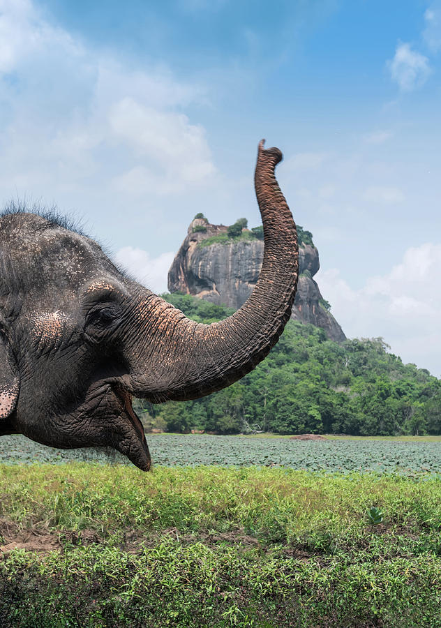 Nature Photograph - Elephant near Sigiriya lion rock fortress, Sri Lanka by Suranga Weeratunga