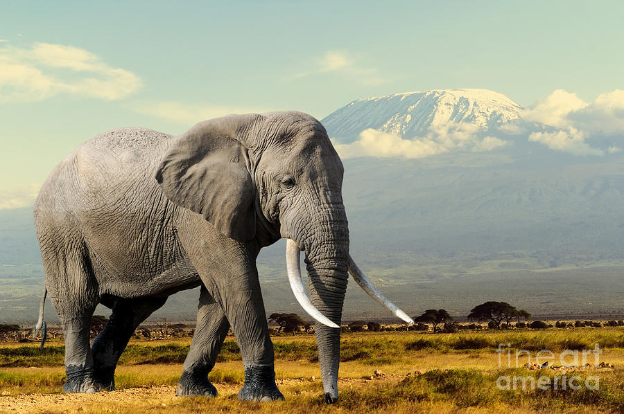 Big Photograph - Elephant On Kilimajaro Mount Background by Volodymyr Burdiak Big Photograph - Elephant On Kilimajaro Mount Background by Volodymyr Burdiak