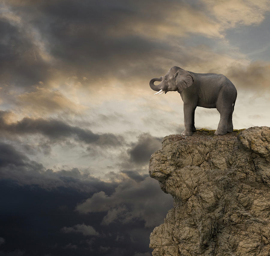 Elephant On The Edge Of A Cliff Photograph by John Lund