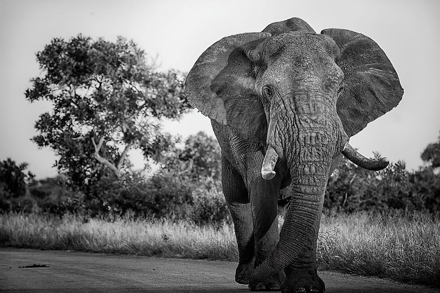 Elephant On The Road Photograph by Alberti Patrick