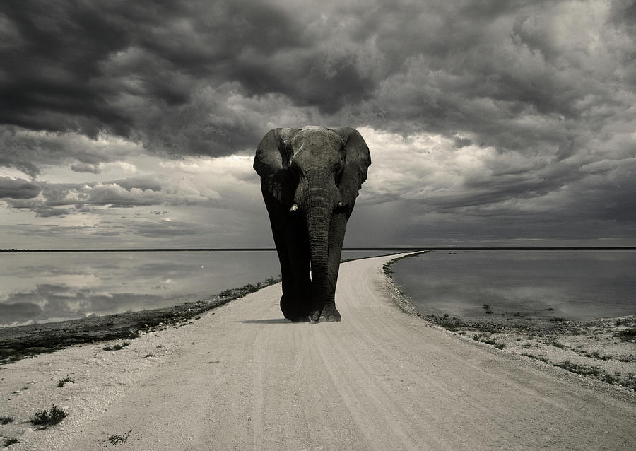 Elephant On The Road, Etosha National Photograph by Franz Aberham Elephant On The Road, Etosha National Photograph by Franz Aberham