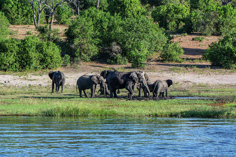 Elephant Pack Chobe National Park Botswana Photograph by Douglas Wielfaert