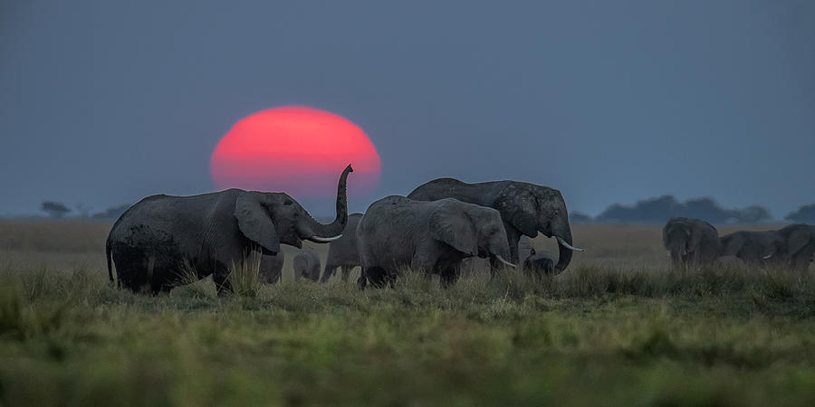 Elephant Party Under Sunset Photograph by Hung Tsui
