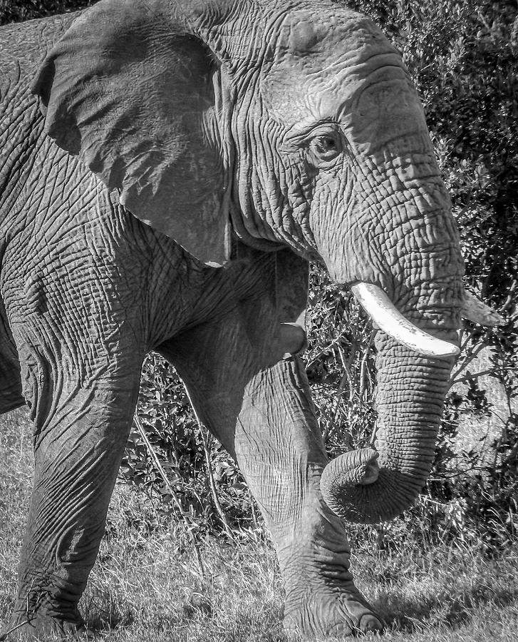 Nature Photograph - Elephant by Phil And Karen Rispin