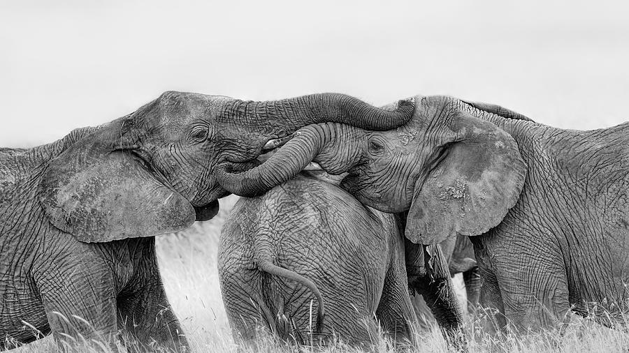 Wildlife Photograph - Elephant Playing by Jun Zuo