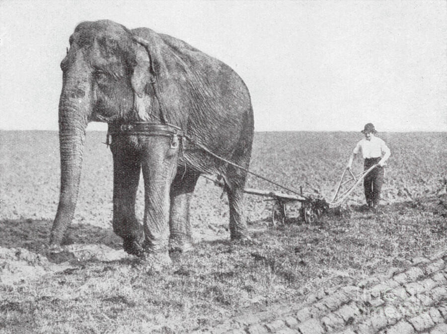 Elephant Ploughing On An English Farm Black And White Photo Photograph by English Photographer