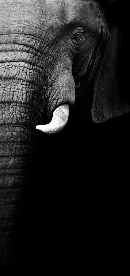 Elephant Portrait Photograph by Wildphotoart