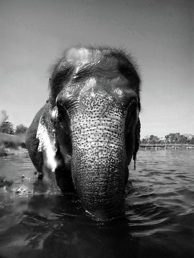 Elephant Portrait Photograph by Wjhleonard Photography