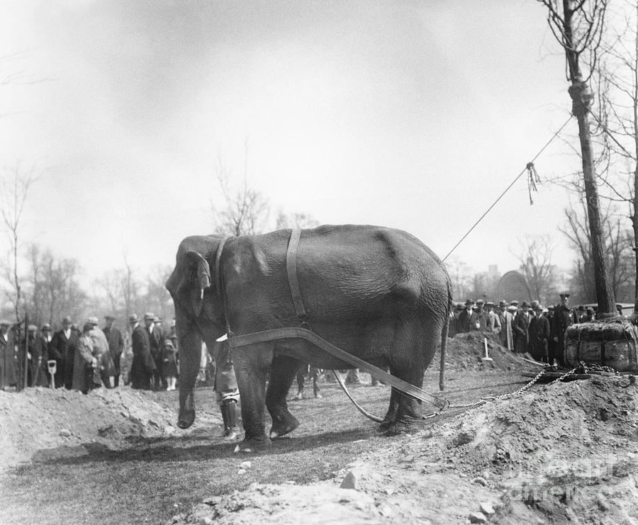 Elephant Pulling A Tree Photograph by Bettmann